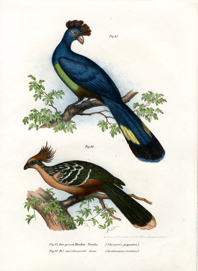 Great Turaco by German School